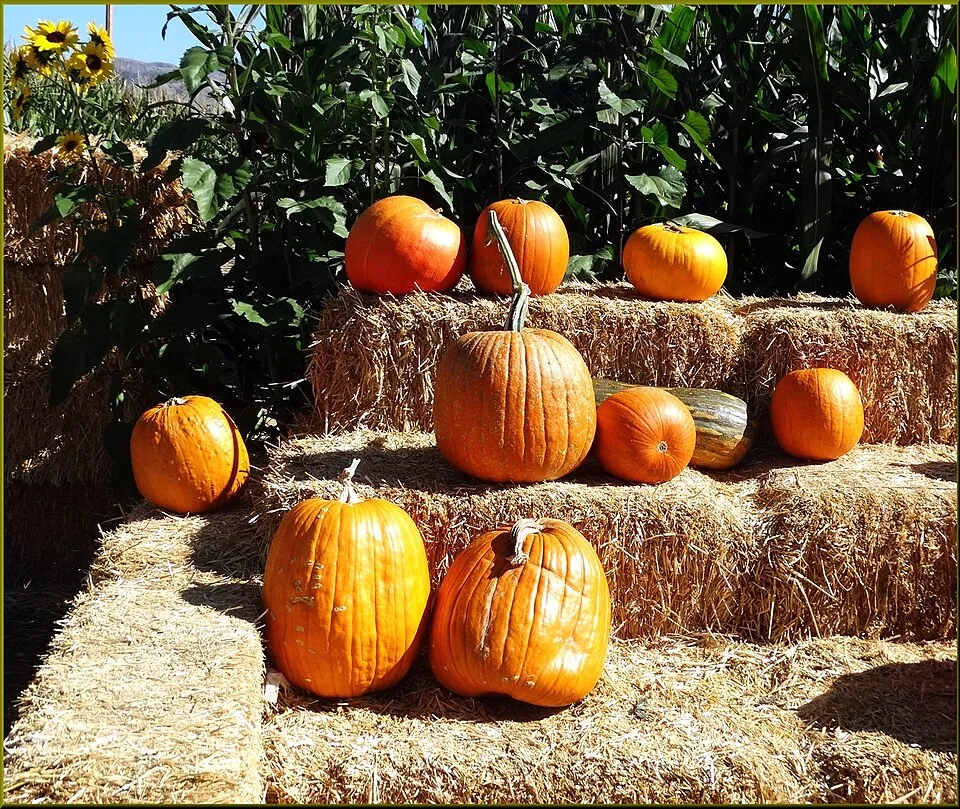 Pumpkins of different sizes displayed on stacked hay bales