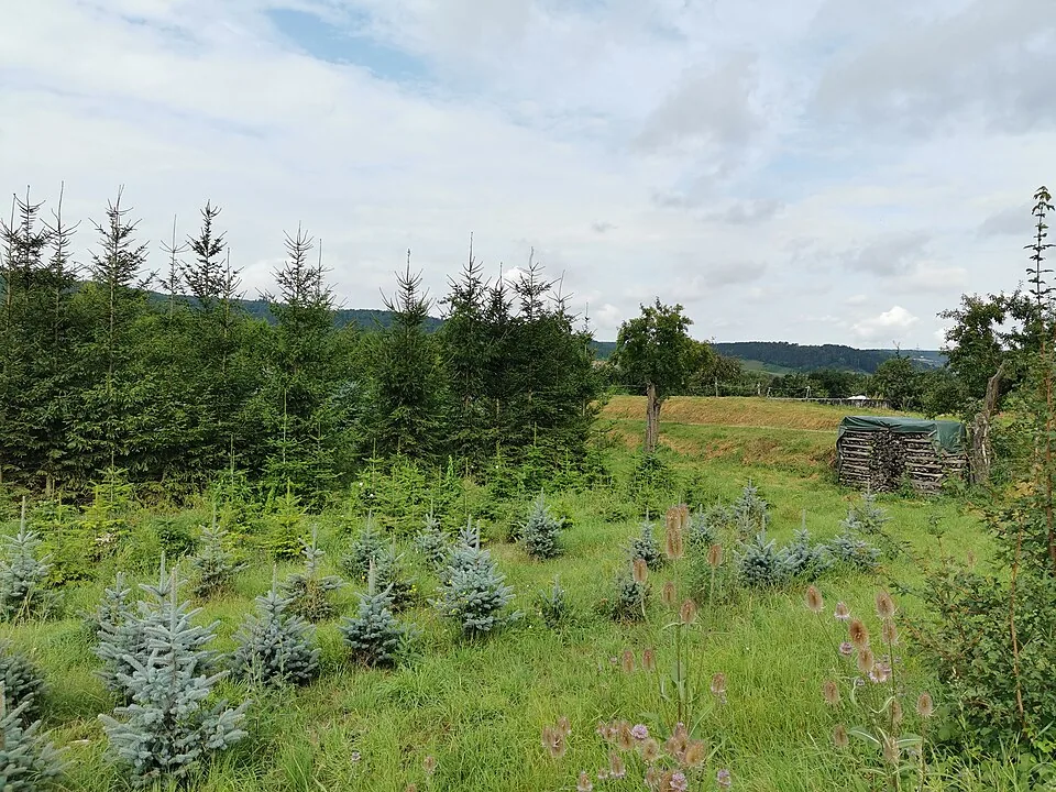 Young evergreen trees growing in rows on a Christmas tree farm